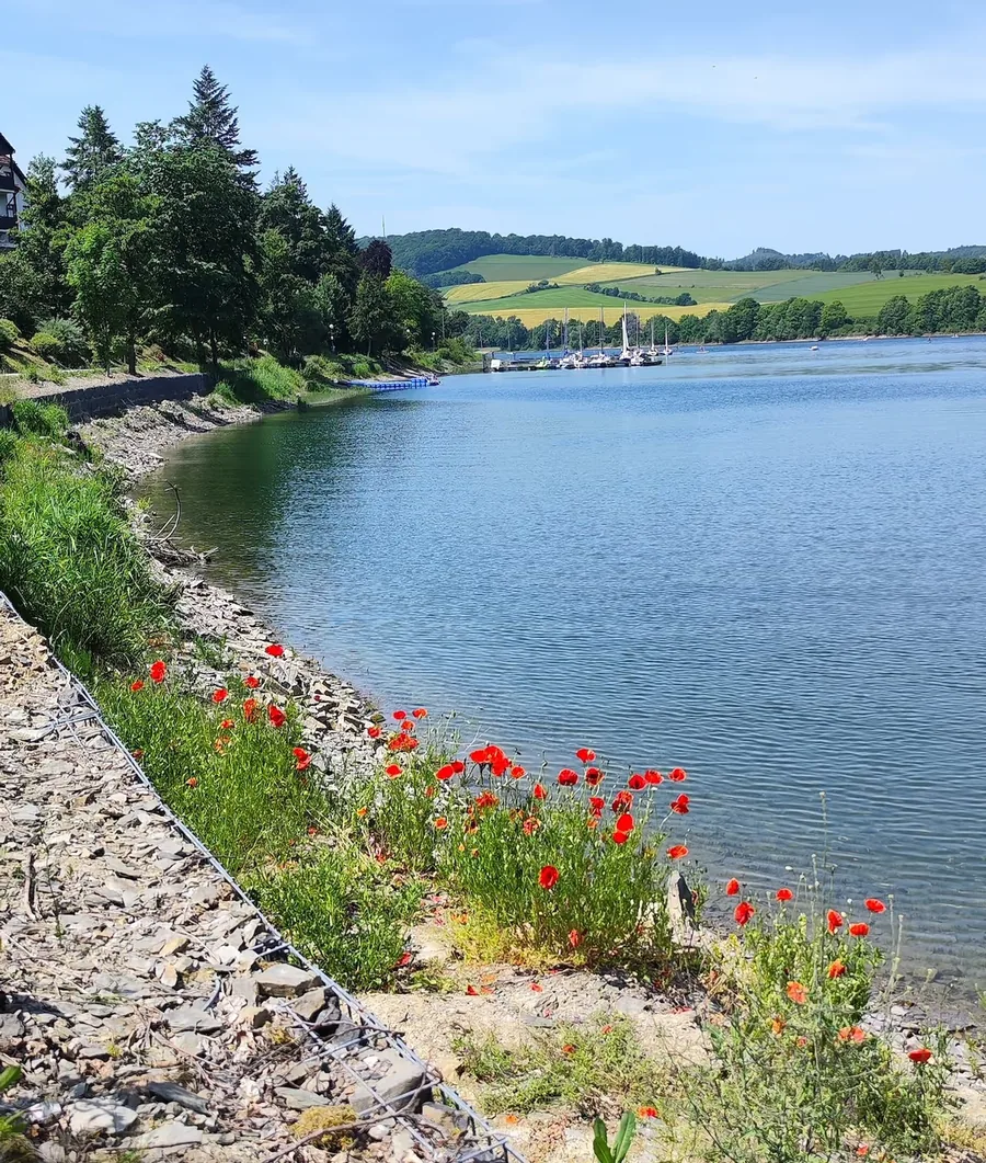 Blühendes Seeufer im Sommer